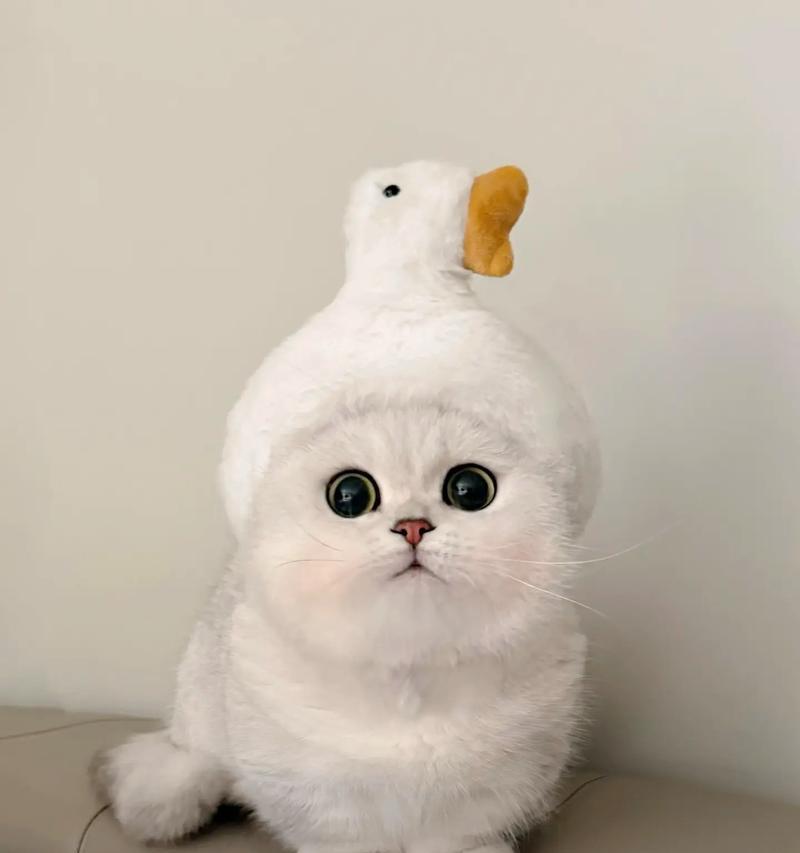 第一次养猫咪（准备好这些，宠物生活贴心无忧）