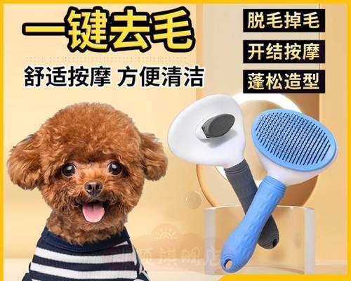 掉毛还是脱毛？泰迪犬毛发问题解析（如何有效应对泰迪犬毛发问题？）