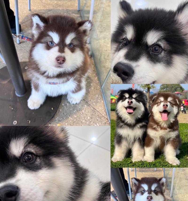 养哈士奇还是阿拉斯加？如何选择适合自己的宠物犬（哈士奇和阿拉斯加的区别以及养犬需要考虑的因素）