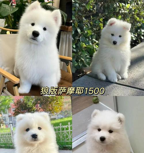 如何选择合适的萨摩耶笼子？（为宠物的舒适生活提供舒适空间）