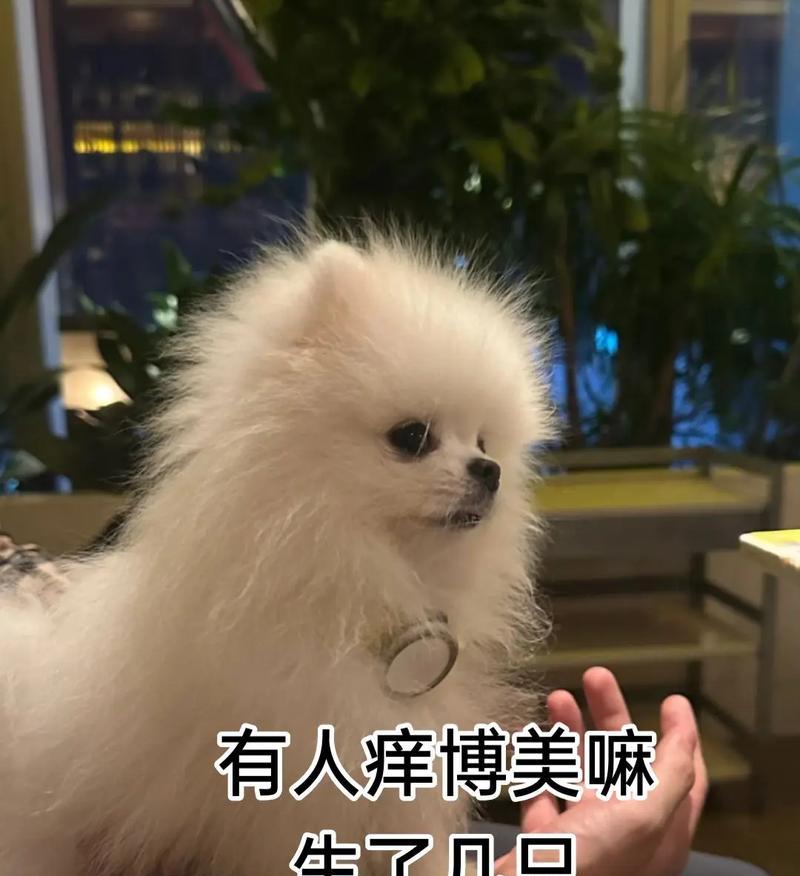 博美狗怀孕的征兆（了解博美狗怀孕前需要知道的一切）