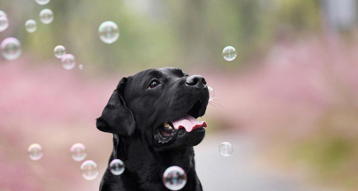 黑色拉布拉多染发奇闻（一只黑色拉布拉多的奇特之处）