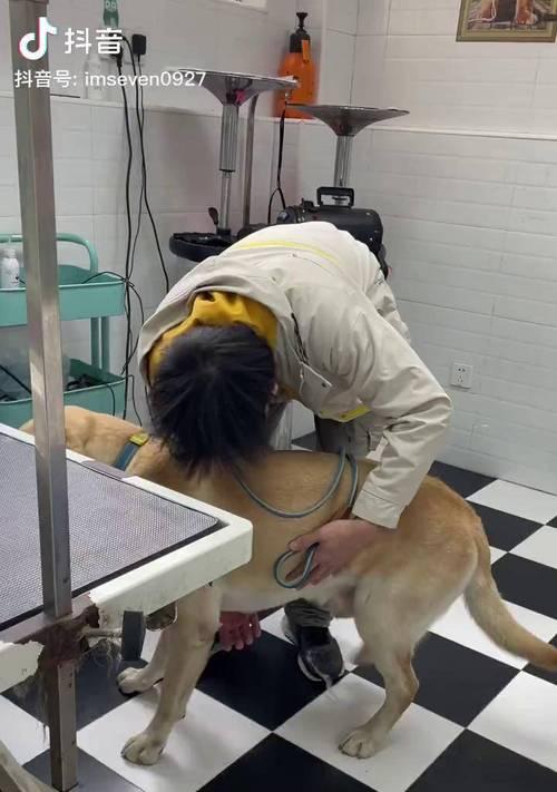 如何为宠物拉布拉多洗澡？（简单易行的步骤让您的宠物爱上洗澡）