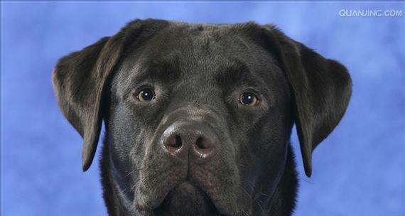 拉布拉多犬的五种类型详解（从宠物犬角度看拉布拉多的品种及特点）