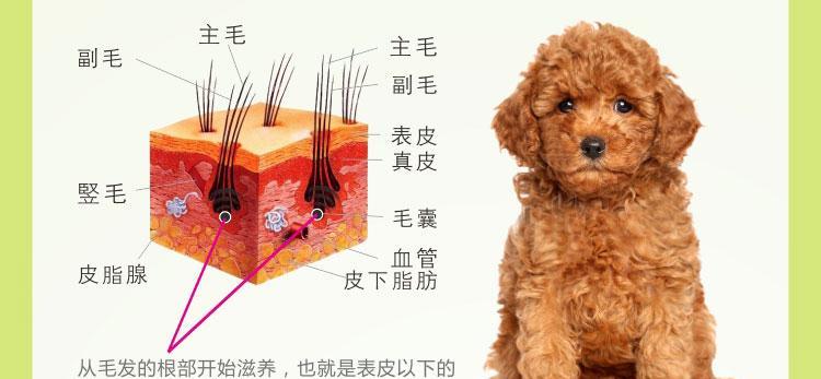 冬季贵宾犬毛发护理的正确方法（保持宠物健康和美丽的秘诀）