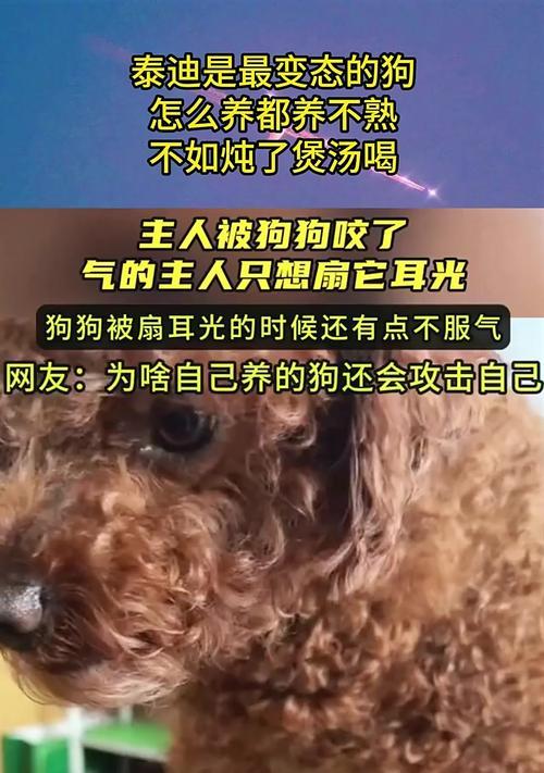 泰迪狗晚上老叫？如何解决？（带着宠物生活的你，不要忽略了这个问题！）