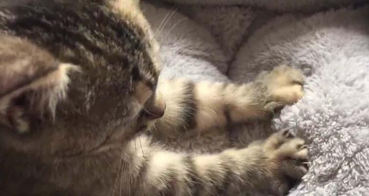 为什么小猫总是呼噜踩奶？（探究小猫行为习惯的奥秘）