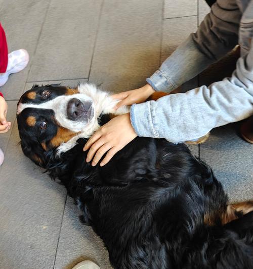 以伯恩山犬为宠物，你需要了解的一切（适合家养的大型犬种，以伯恩山犬的特点及养护）