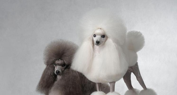贵宾犬（探究贵宾犬的特点及其排名）