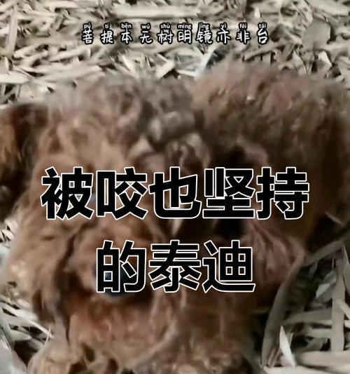 泰迪翻脸咬人的原因（从宠物行为角度分析）