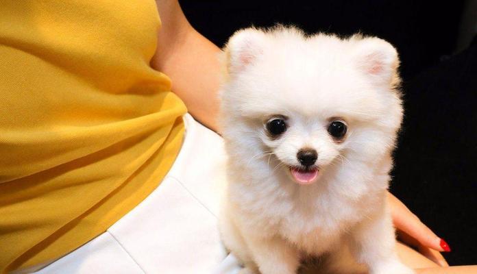 如何为1岁博美犬提供适当的狗粮？（每日喂食量、营养需求和品牌选择指南）