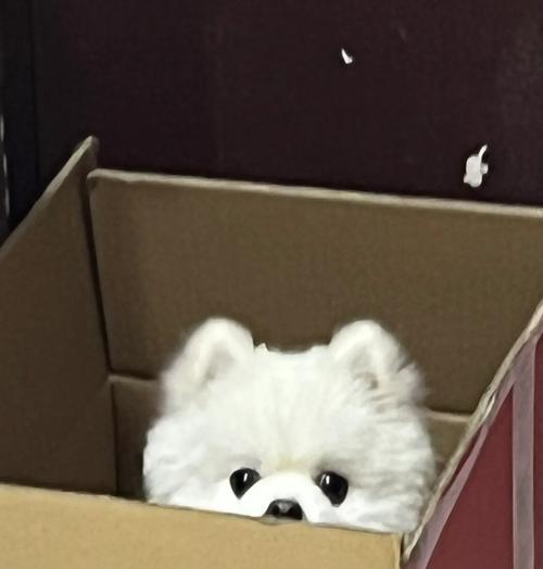 博美狗临终前征兆剖析（辨识博美狗的临终前征兆，关爱陪伴它度过生命最后时光）