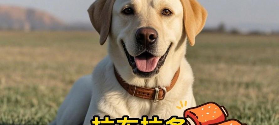 拉布拉多是否可以吃水果？（了解宠物食品搭配，让你的拉布拉多更健康）