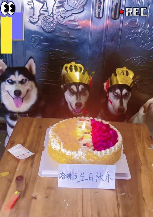 一周岁的拉布拉多（从小狗到大狗，我的拉布拉多一岁了，一年来的成长、学习和经历！）