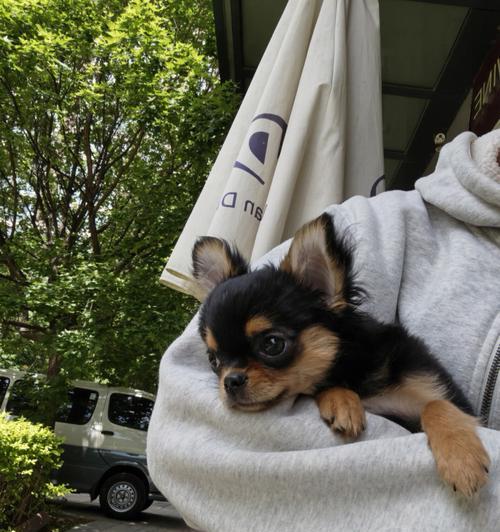 让孩子与吉娃娃和谐共处的秘诀（培养孩子的爱心和责任感，让吉娃娃成为家庭的一员）