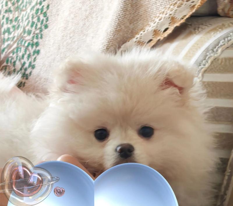 博美犬爱吃醋的心理机制剖析（从生理、社交和环境三个角度探究博美犬爱吃醋的原因和表现）