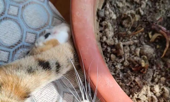 被小猫挖了怎么办？（如何应对小猫挖坑行为，保护家人和宠物的安全？）