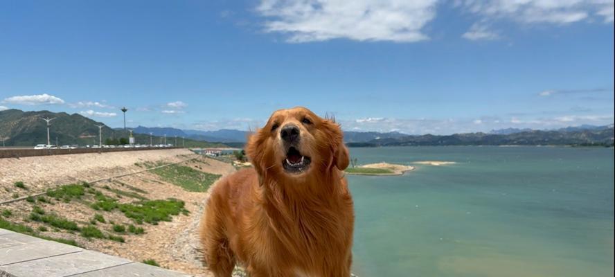 保障宠物金毛游泳安全的技巧（从入水到上岸，一步步指导您如何让金毛安全畅游水中）