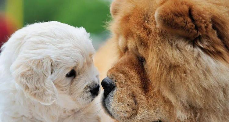 松狮打架有多危险？（宠物主人必看，了解如何避免伤害！）