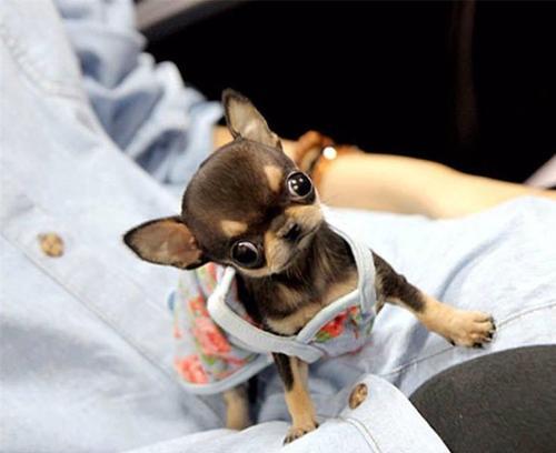 如何让您的吉娃娃更美丽（专业宠物美容师教您如何为吉娃娃美容）