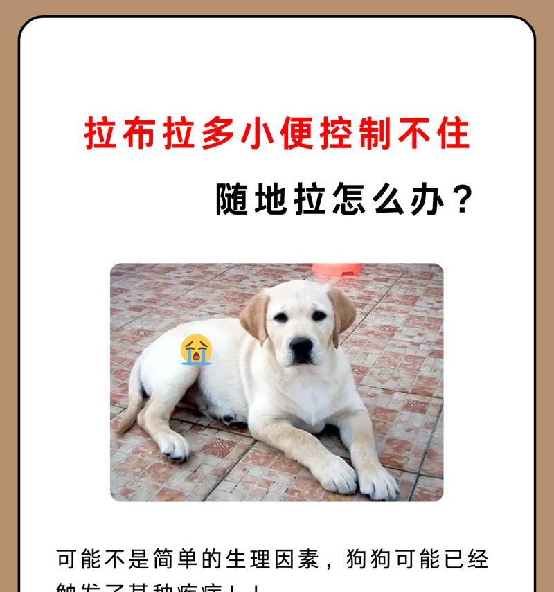 拉布拉多如何训练大小便（宠物主人必知的训练技巧）