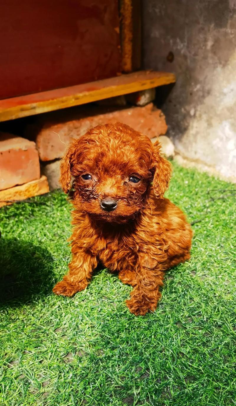 泰迪犬的成长（探究泰迪犬成长的各个阶段和生理特征）