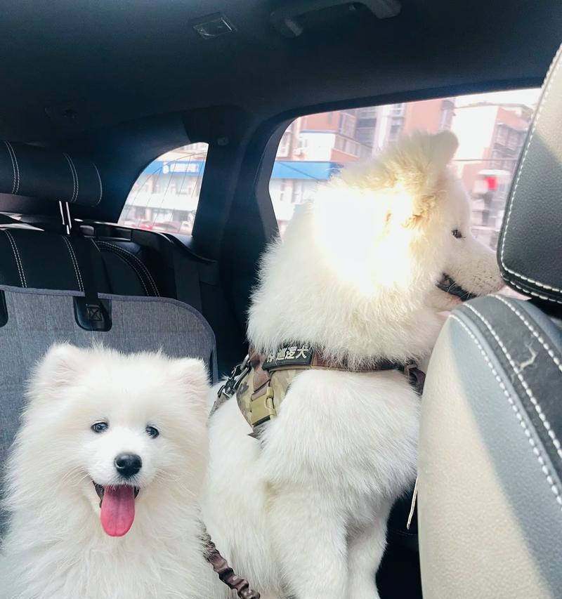 让宠物萨摩耶健康成长的10大要点（从幼犬到成犬，如何打造一个健康的萨摩耶？）