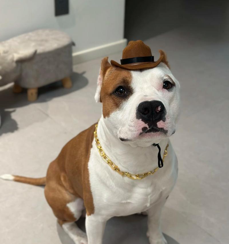 探秘凯撒犬和阿拉斯加犬的故事（从历史到现代，了解这两种犬的神奇之处）