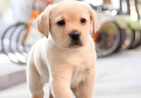 拉布拉多乱吃东西怎么办？（解决你家宠物的饮食问题）