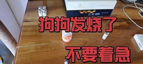 救救我的狗狗！狗狗发烧怎么办？（药品推荐及护理要点）
