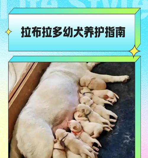 10个技巧让你的拉布拉多成为顶级宠物（如何训练一只忠诚聪明的拉布拉多）