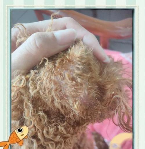 “六个月泰迪狗摸后腿就咬人”现象原因与应对方法剖析