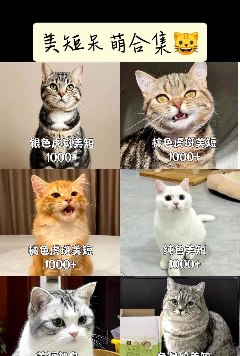 探索美国短毛猫的智商之谜（揭秘美短的聪明才智与学习能力）