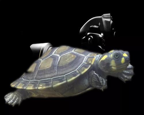 黄头侧颈龟（了解黄头侧颈龟的特点与饲养技巧，与它建立深厚的情感纽带）