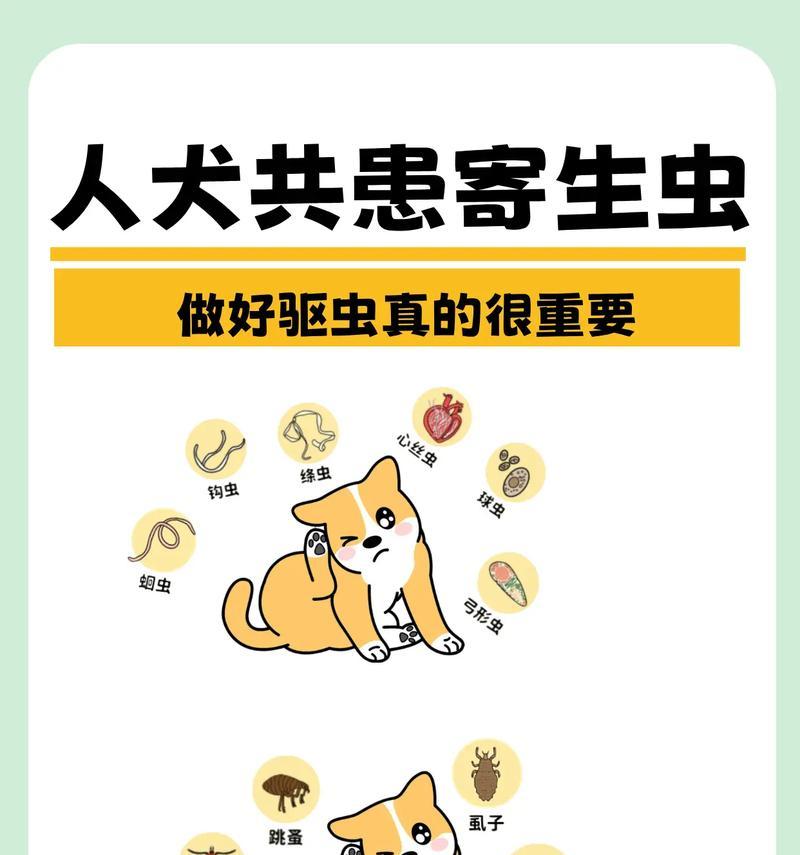 小狗出生几天后驱虫最佳时机（保护小狗健康的重要举措，给小狗一个良好的成长环境）