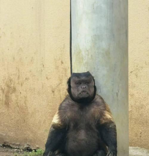 金毛变身猴子？探寻猴子脸背后的奇异现象（一只金毛竟然长出了猴子脸！神奇现象引发热议）