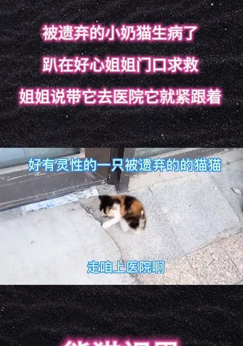 如何判断奶猫是否被遗弃（探索奶猫是否被主人抛弃的迹象与方法）