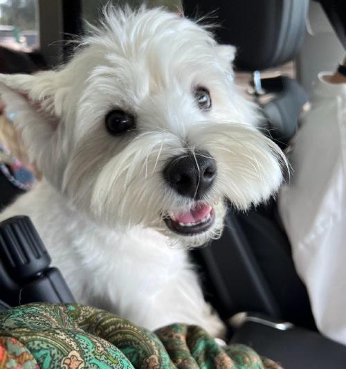 狗狗久坐副驾，成为车祸原因？（当狗会开车，道路安全何在？）