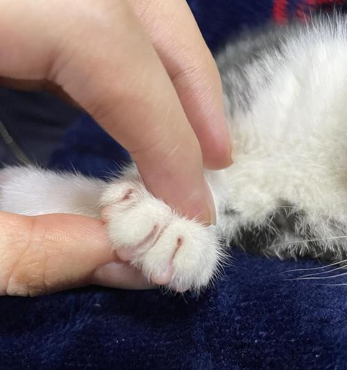 小猫身上的蚤如何有效喷洒（安全、快速、有效的喷蚤方法）