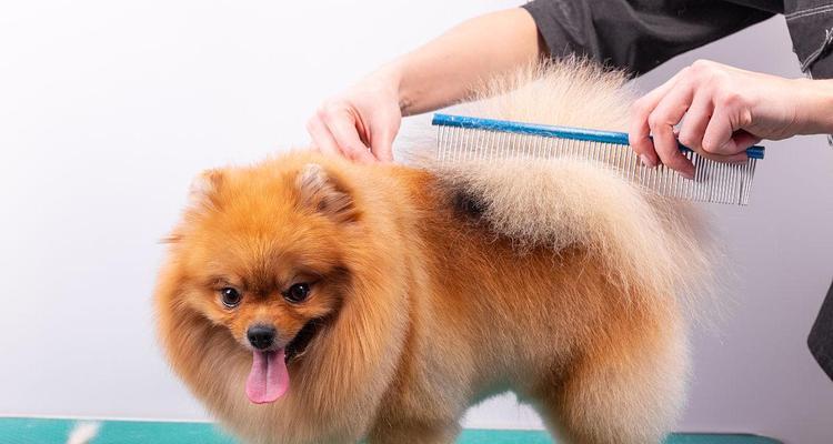 博美犬的稀有毛色（稀有毛色的博美犬是狗界的珍宝，拥有令人叹为观止的外貌魅力）