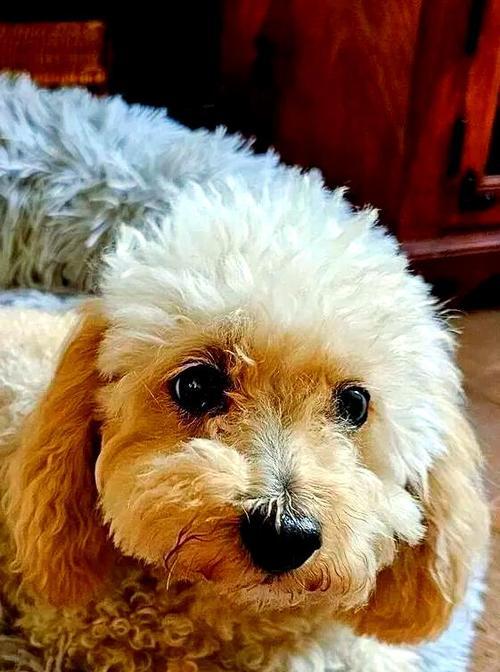 小狗为何频繁流泪？（探究小狗流泪的原因及解决方法）