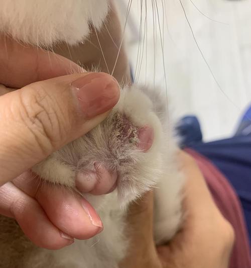 小猫趾间炎的自愈之路（如何帮助小猫克服趾间炎的困扰）