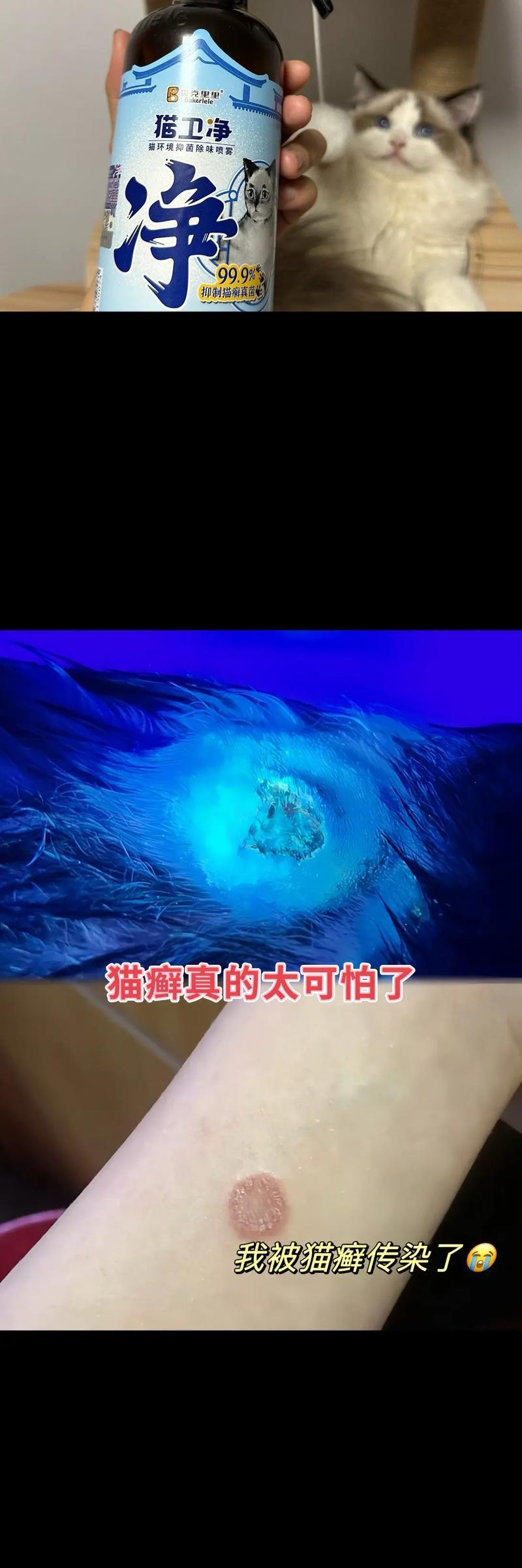 小猫得猫癣精神状态如何？（了解小猫感染猫癣后的行为和情绪变化）
