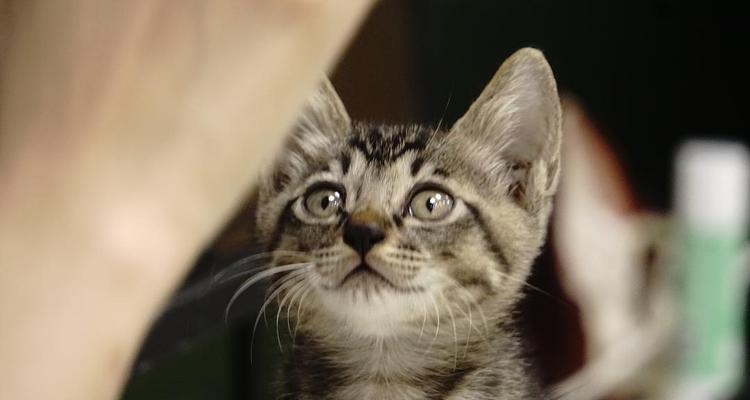 大耳朵尖脸猫（探索大耳朵尖脸猫的独特魅力与品种特征）