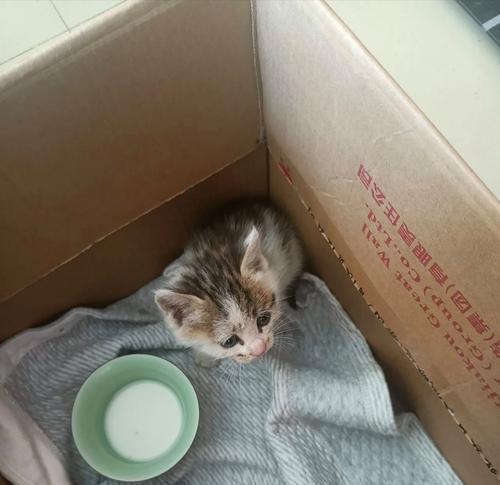 猫咪的叫声是情感的表达（探秘猫咪不抱着就叫的原因及应对方法）