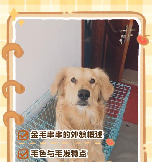 金毛怎么吹直？（拥有一头顺滑直发的秘诀揭秘！）