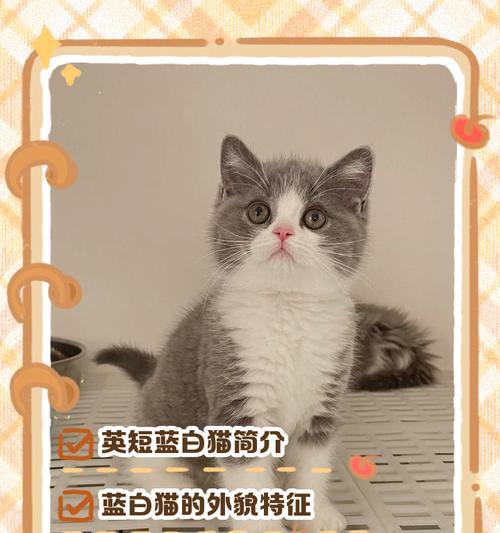 六个月的公猫的正常体重是多少斤？（了解公猫的健康成长和营养需求）