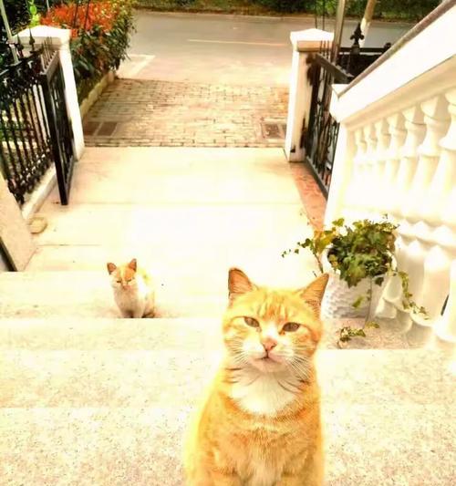 猫人为什么不在家就不吃饭？（解开猫人离家不吃饭的谜团）