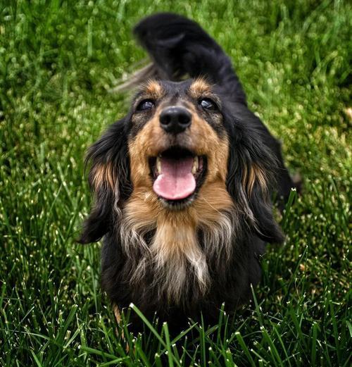 探寻迷人的腊肠犬世界（小巧可爱，拥有与众不同的个性）