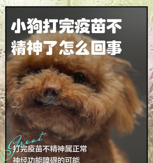泰迪狗打了疫苗为什么更凶了？（探究泰迪狗接种疫苗后表现更凶的原因）